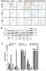 Estrogen Receptor alpha Antibody in Immunohistochemistry (IHC)
