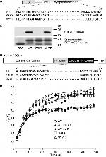 Moesin Antibody in Western Blot (WB)