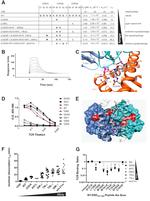 TCR V beta F1 Antibody in ELISA, ChIP Assay (ELISA, ChIP)