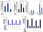 beta Amyloid Antibody in ELISA (ELISA)