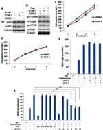 beta Amyloid Antibody in ELISA (ELISA)