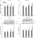 MTCO1 Antibody in Western Blot (WB)