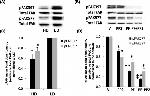 Phospho-FAK (Tyr577) Antibody in Western Blot (WB)