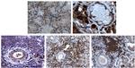 CLEC4C Antibody in Immunohistochemistry (IHC)