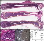 CD138 Antibody in Immunohistochemistry, Immunohistochemistry (Paraffin) (IHC, IHC (P))