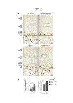 VGLUT2 Antibody in Immunohistochemistry (IHC)