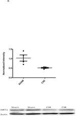 NAMPT Antibody in Western Blot (WB)