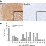 CDCP1 Antibody in Immunohistochemistry, Immunohistochemistry (Paraffin) (IHC, IHC (P))