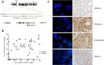 CDCP1 Antibody in Immunohistochemistry, Immunohistochemistry (Paraffin) (IHC, IHC (P))