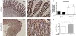SLPI Antibody in Immunohistochemistry, Immunohistochemistry (Paraffin) (IHC, IHC (P))