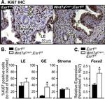 Estrogen Receptor alpha Antibody in Immunohistochemistry (IHC)