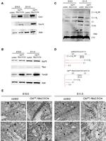 MTCO1 Antibody in Western Blot (WB)