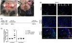 F4/80 Antibody in Immunocytochemistry (ICC/IF)