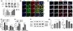 CD200R Antibody in Western Blot, Immunohistochemistry, Immunohistochemistry (PFA fixed) (WB, IHC, IHC (PFA))
