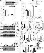IRS1 Antibody in Western Blot (WB)