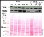 CUG-BP2 Antibody in Western Blot (WB)