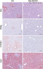 RHBG Antibody in Immunohistochemistry (Paraffin) (IHC (P))