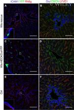 RHBG Antibody in Immunocytochemistry (ICC/IF)