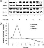 PRDX2 Antibody in Western Blot (WB)