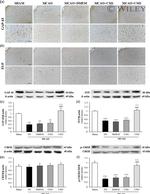 Synaptophysin Antibody in Western Blot, Immunohistochemistry (WB, IHC)