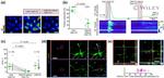 CD4 Antibody in Flow Cytometry (Flow)