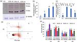 CATSPER2 Antibody in Western Blot (WB)