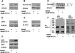 ECH1 Antibody in Western Blot (WB)