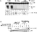 MTCO2 Antibody in Western Blot (WB)