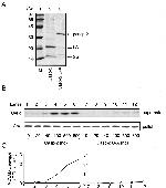 MTCO2 Antibody in Western Blot (WB)