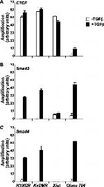 SMAD3 Antibody in ChIP Assay (ChIP)