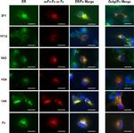 PDI Antibody in Immunocytochemistry (ICC/IF)
