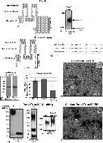 6x-His Tag (C-term) Antibody in Western Blot (WB)