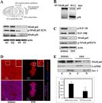 Phospho-IR/IGF1R (Tyr1158, Tyr1162, Tyr1163) Antibody in Western Blot (WB)
