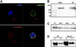 Lubricin Antibody in Immunocytochemistry (ICC/IF)