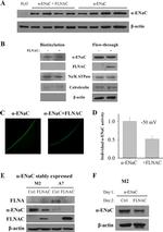 alpha-ENaC Antibody in Immunocytochemistry (ICC/IF)