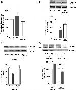 Claudin 5 Antibody in Western Blot (WB)