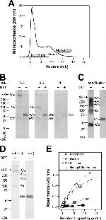 6x-His Tag (C-term) Antibody in Western Blot (WB)