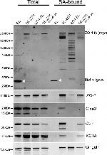 ZO-2 Antibody in Western Blot (WB)