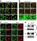 ZONAB Antibody in Immunocytochemistry (ICC/IF)