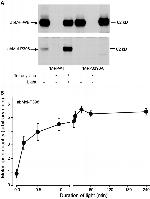 Opsin 4 Antibody in Western Blot (WB)
