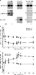 Opsin 4 Antibody in Western Blot (WB)
