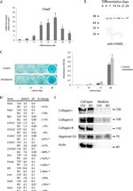Aggrecan Antibody in Western Blot (WB)