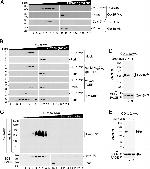 Porin Antibody in Western Blot (WB)