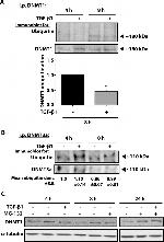 Ubiquitin Antibody in Western Blot (WB)