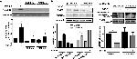 Ubiquitin Antibody in Western Blot (WB)