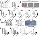 Perilipin 1 Antibody in Western Blot (WB)