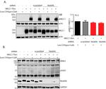 WNK3 Antibody in Western Blot (WB)