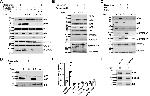 Phospho-FOXO3A (Ser315) Antibody in Western Blot (WB)