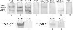uNOS Antibody in Western Blot (WB)