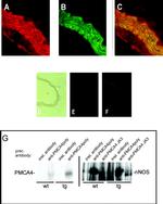 nNOS Antibody in Immunohistochemistry (IHC)